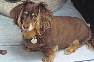 Picture of Koko