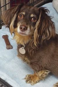 Picture of Koko