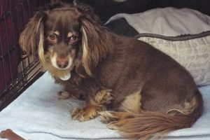 Picture of Koko