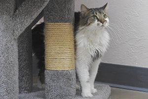 Picture of Kucing