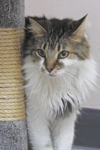 Picture of Kucing