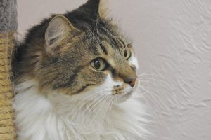 Picture of Kucing