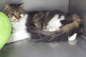 Picture of Kucing