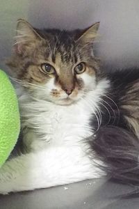 Picture of Kucing