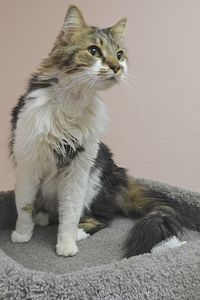 Picture of Kucing