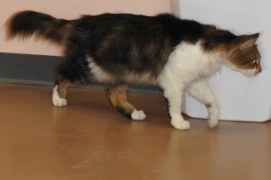 Picture of Kucing