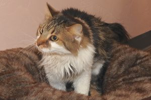 Picture of Kucing