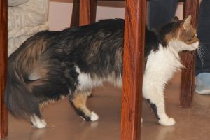 Picture of Kucing