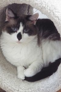 Picture of Muishka