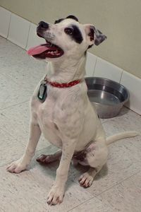 Picture of Patches