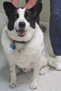 Picture of Roscoe