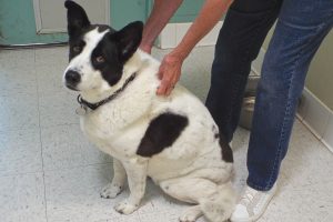 Picture of Roscoe