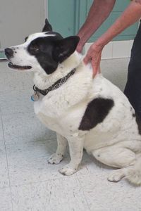 Picture of Roscoe