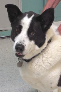 Picture of Roscoe