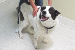 Picture of Roscoe