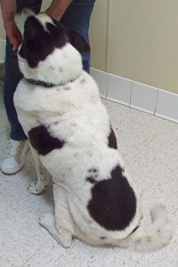 Picture of Roscoe