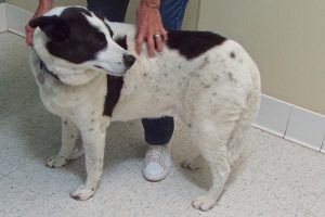 Picture of Roscoe