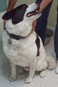 Picture of Roscoe
