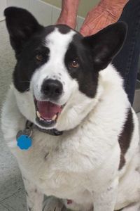 Picture of Roscoe
