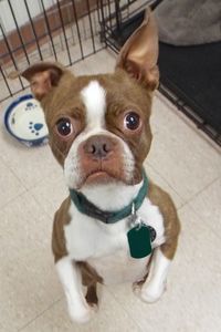 Picture of Rusty