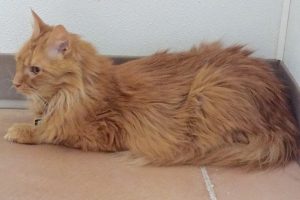 Picture of Rusty
