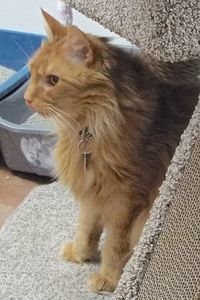 Picture of Rusty