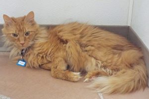 Picture of Rusty