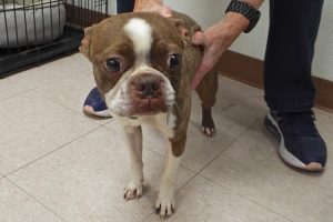 Picture of Rusty
