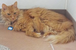 Picture of Rusty