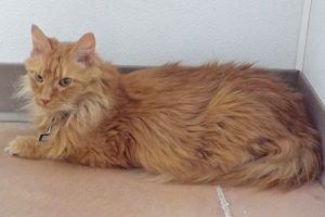 Picture of Rusty