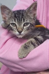Picture of Schnapps