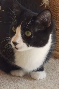 Picture of Tara