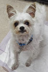 Picture of Toby