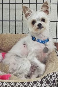 Picture of Toby
