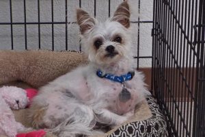 Picture of Toby