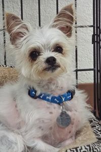 Picture of Toby