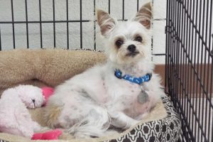 Picture of Toby