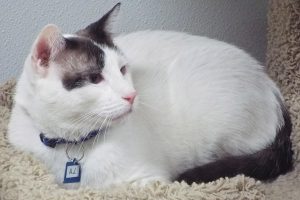 Picture of A.J.