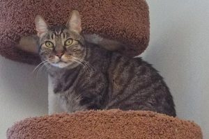 Picture of Bobcat
