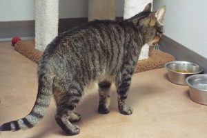 Picture of Bobcat