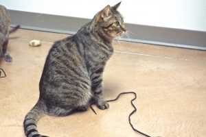 Picture of Bobcat