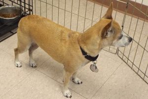 Picture of Brownie
