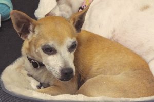 Picture of Brownie