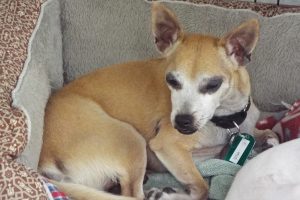 Picture of Brownie