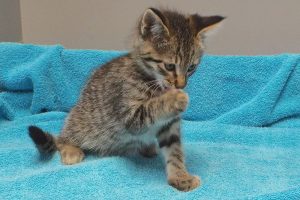 Picture of Chickpea