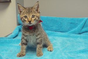 Picture of Chickpea