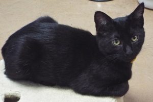 Picture of Cord