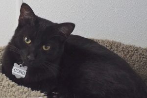 Picture of Cord