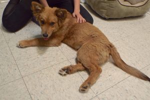Picture of Duke