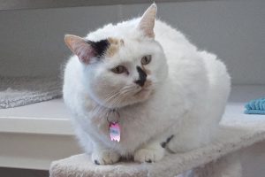 Picture of Emma (R.B.)